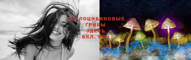 ссылка на мегу рабочий сайт  Томск  Псилоцибиновые грибы Psilocybe 